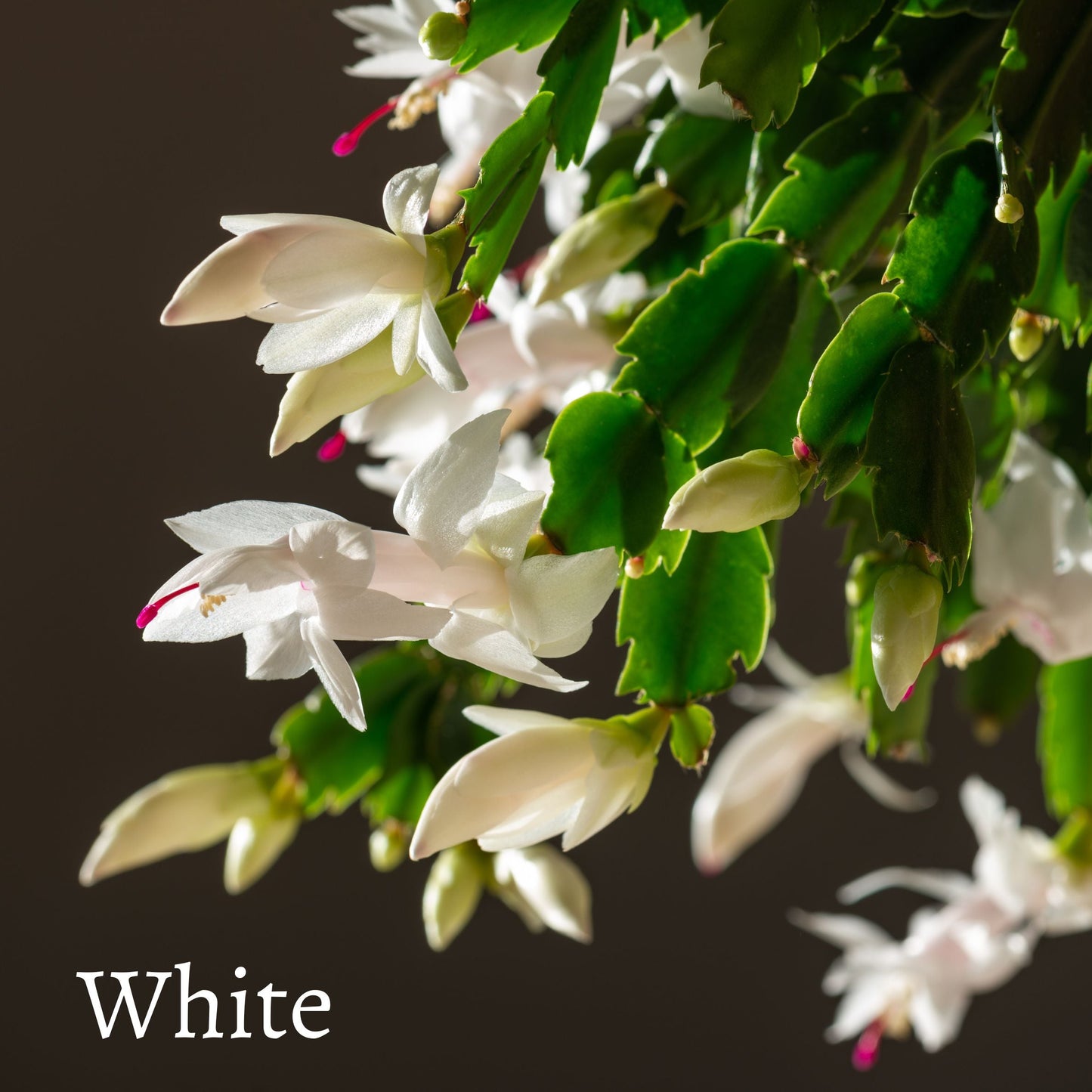 Thanksgiving Cactus - 'Christmas Cactus'