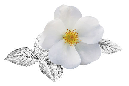 White Knock Out® Rose