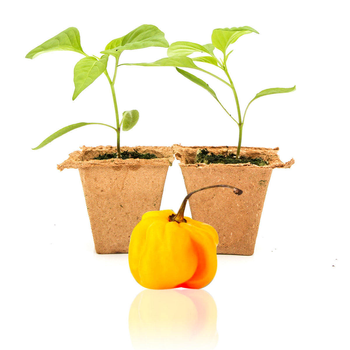 Yellow Scotch Bonnet Pepper Plants