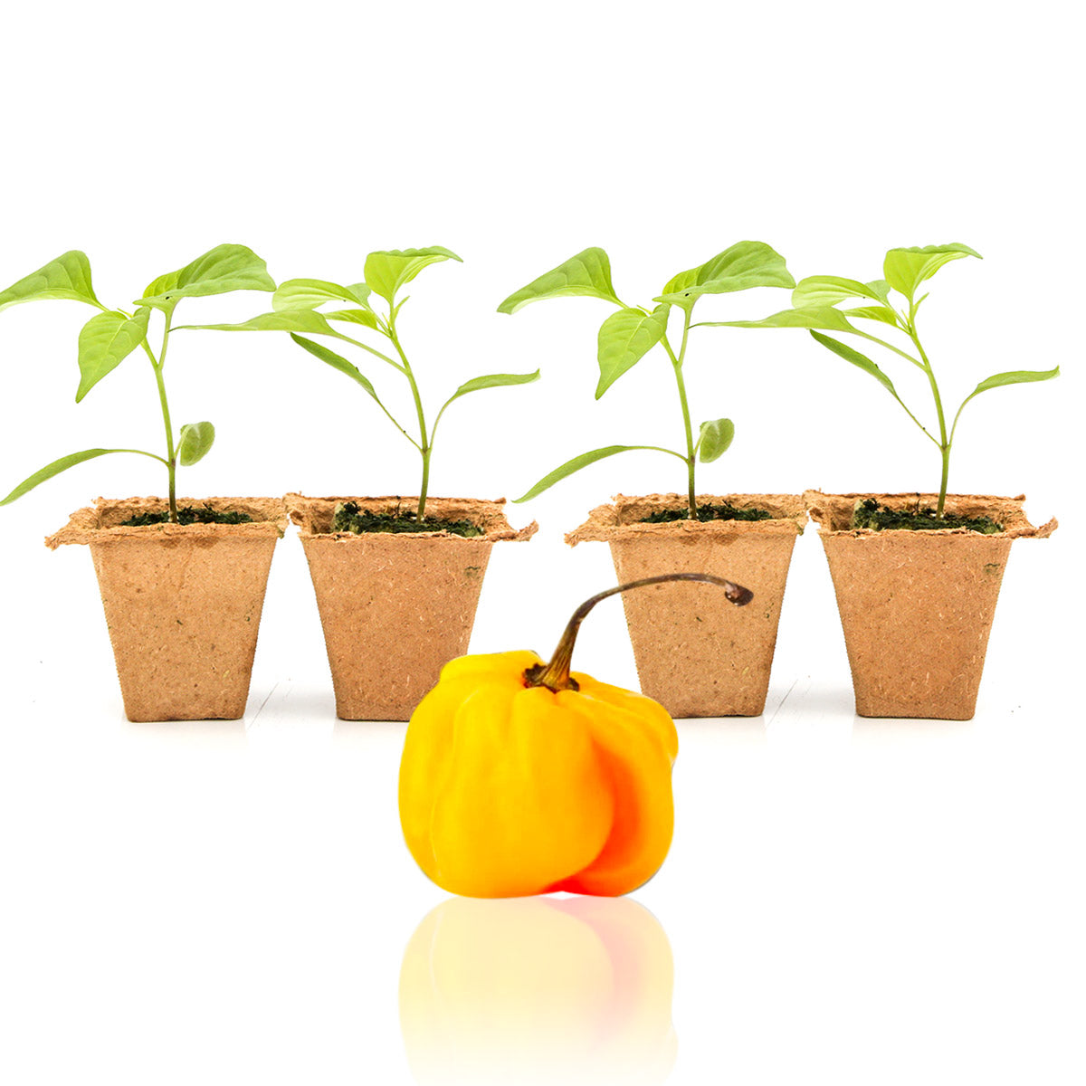 Yellow Scotch Bonnet Pepper Plants