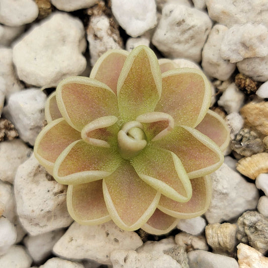 Pinguicula "Yucca Do 1717" Rainbow Carnivorous Plants LLC