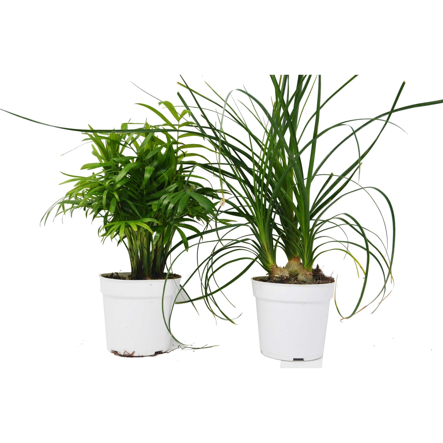 2 Palm Variety Pack / 4" Pots / Live Plant / House Plant House Plant Shop