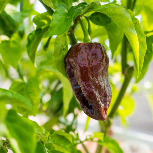 Abyss Chocolate Pepper Seeds