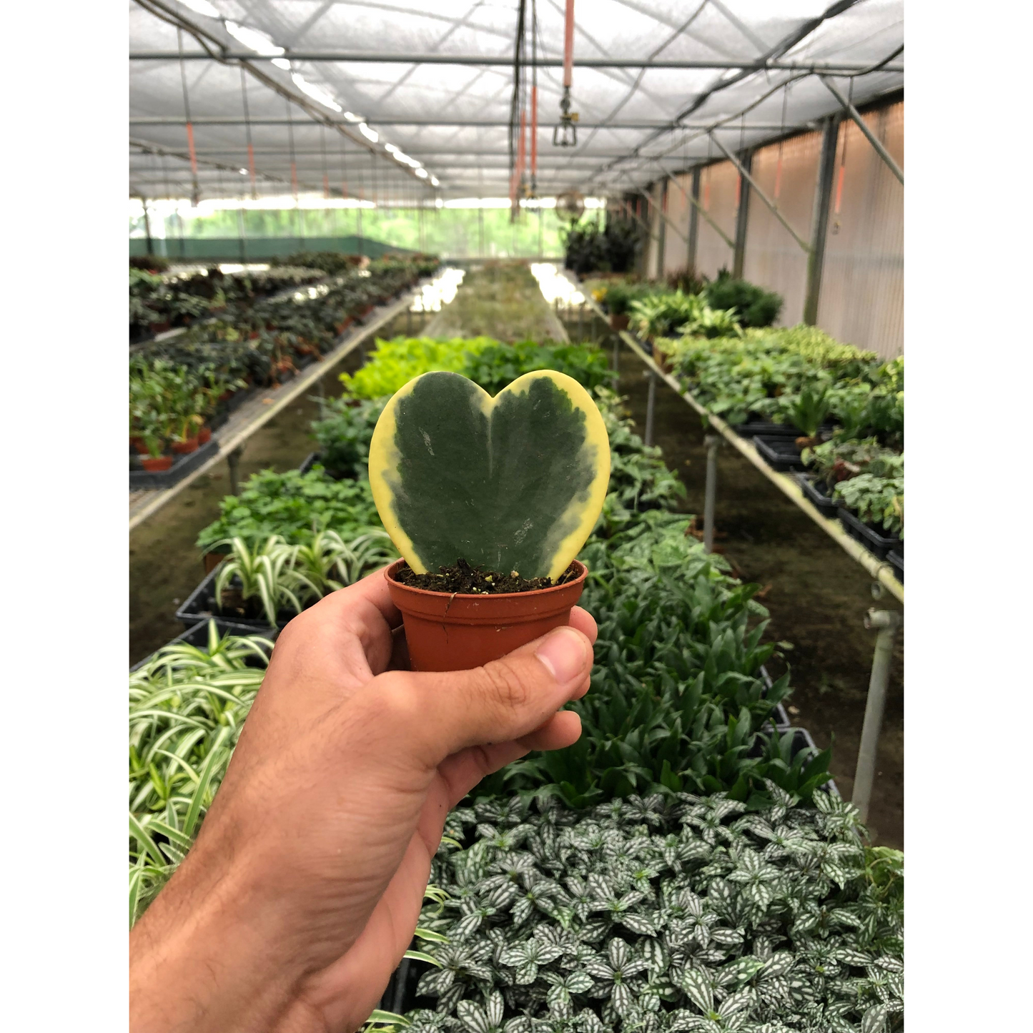 Hoya 'Sweetheart Variegated'