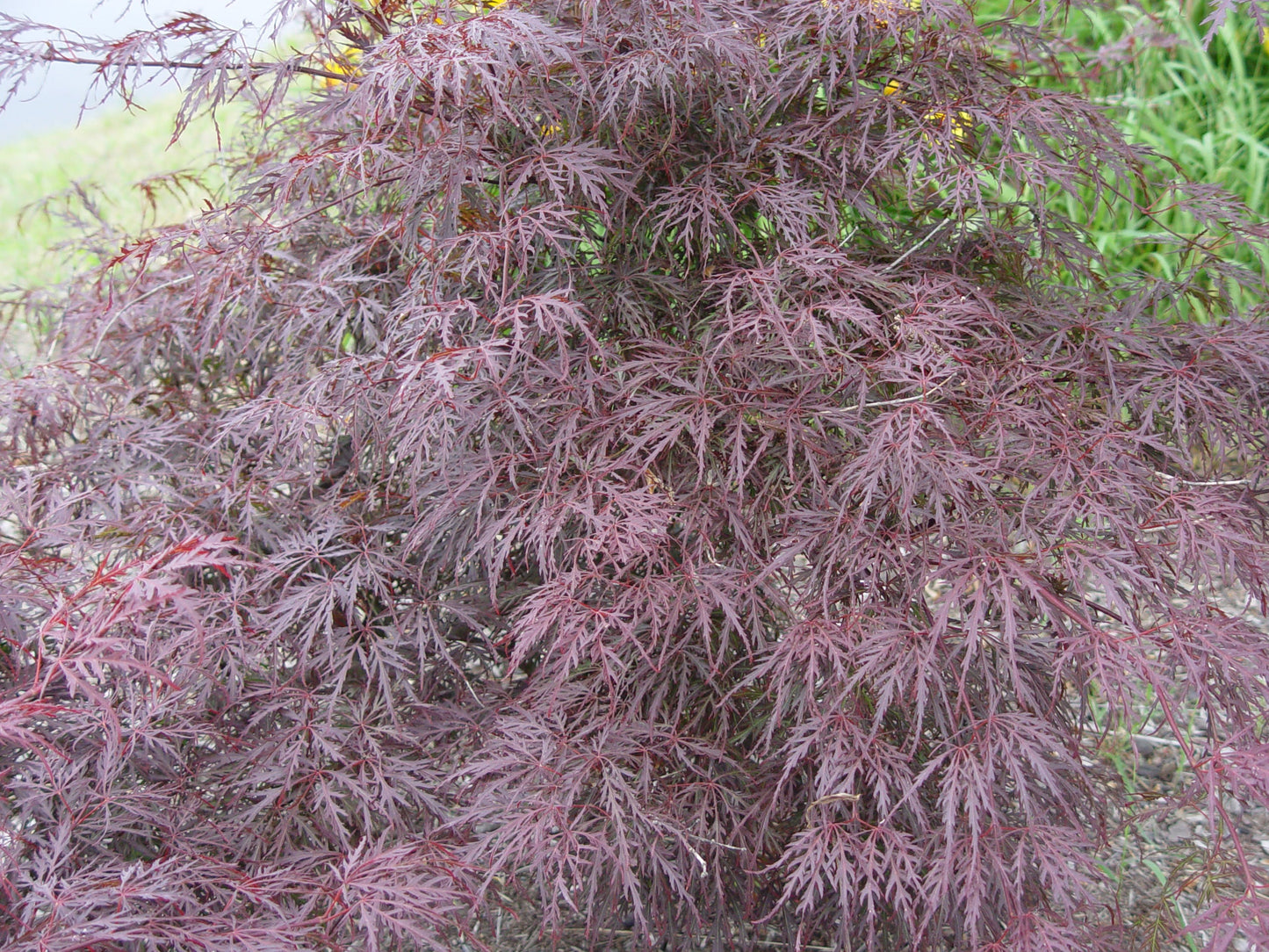 Tamukeyama Threadleaf Weeping Japanese Maple