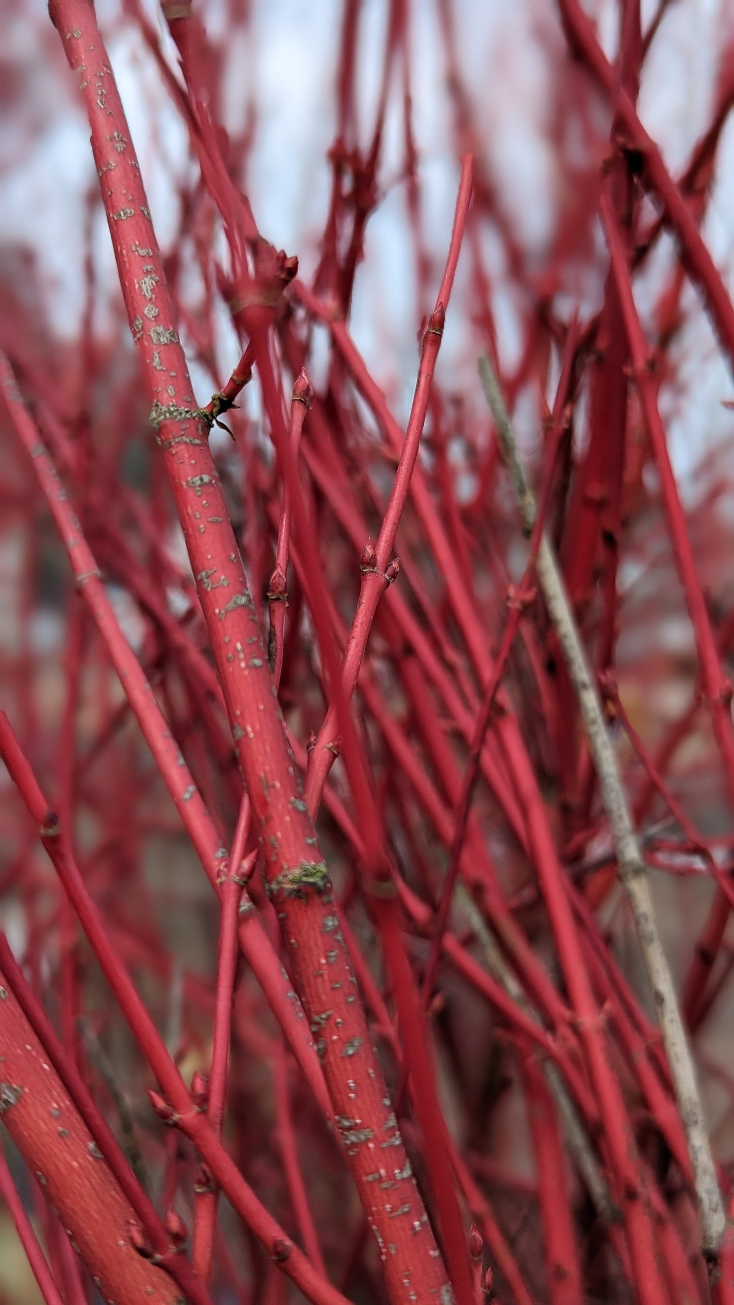 Coral Bark Japanese Maple