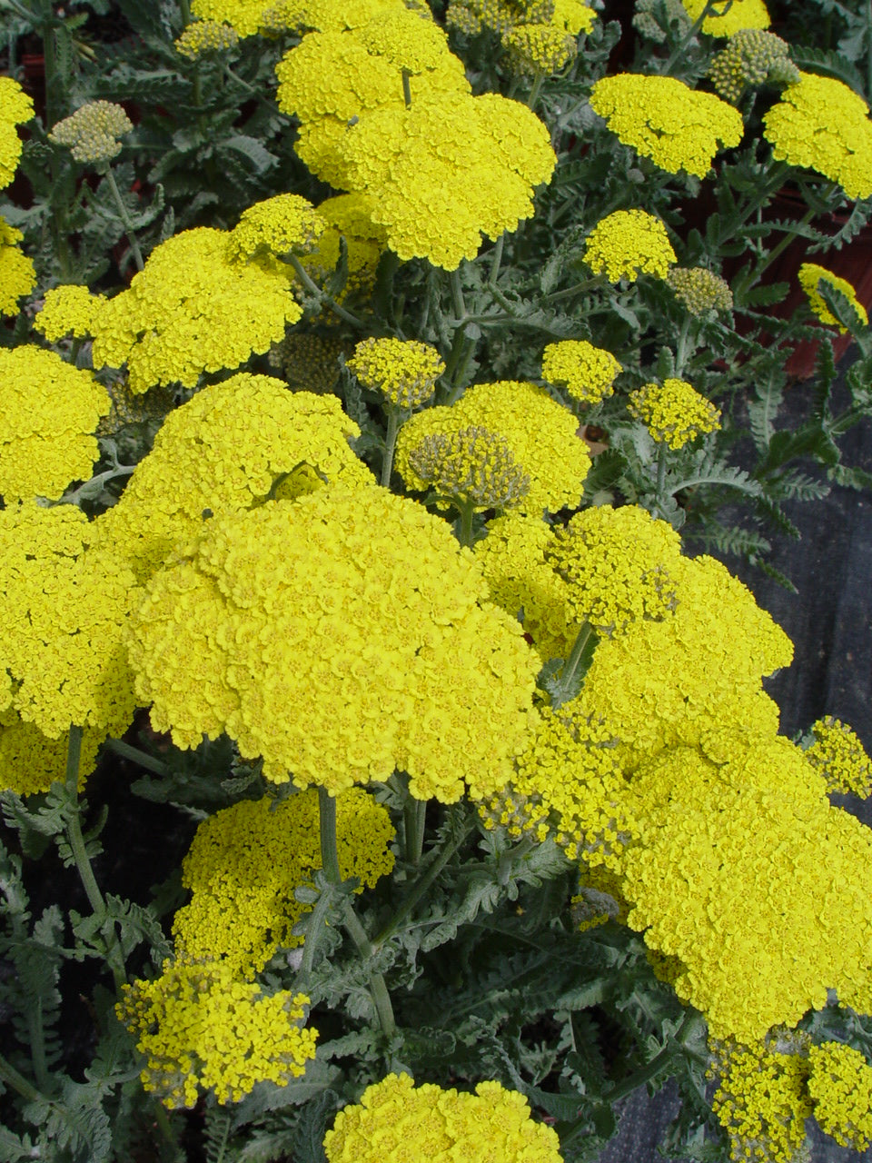 Moonshine Yarrow