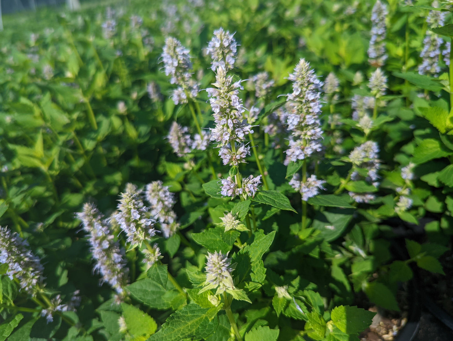 Blue Fortune Anise