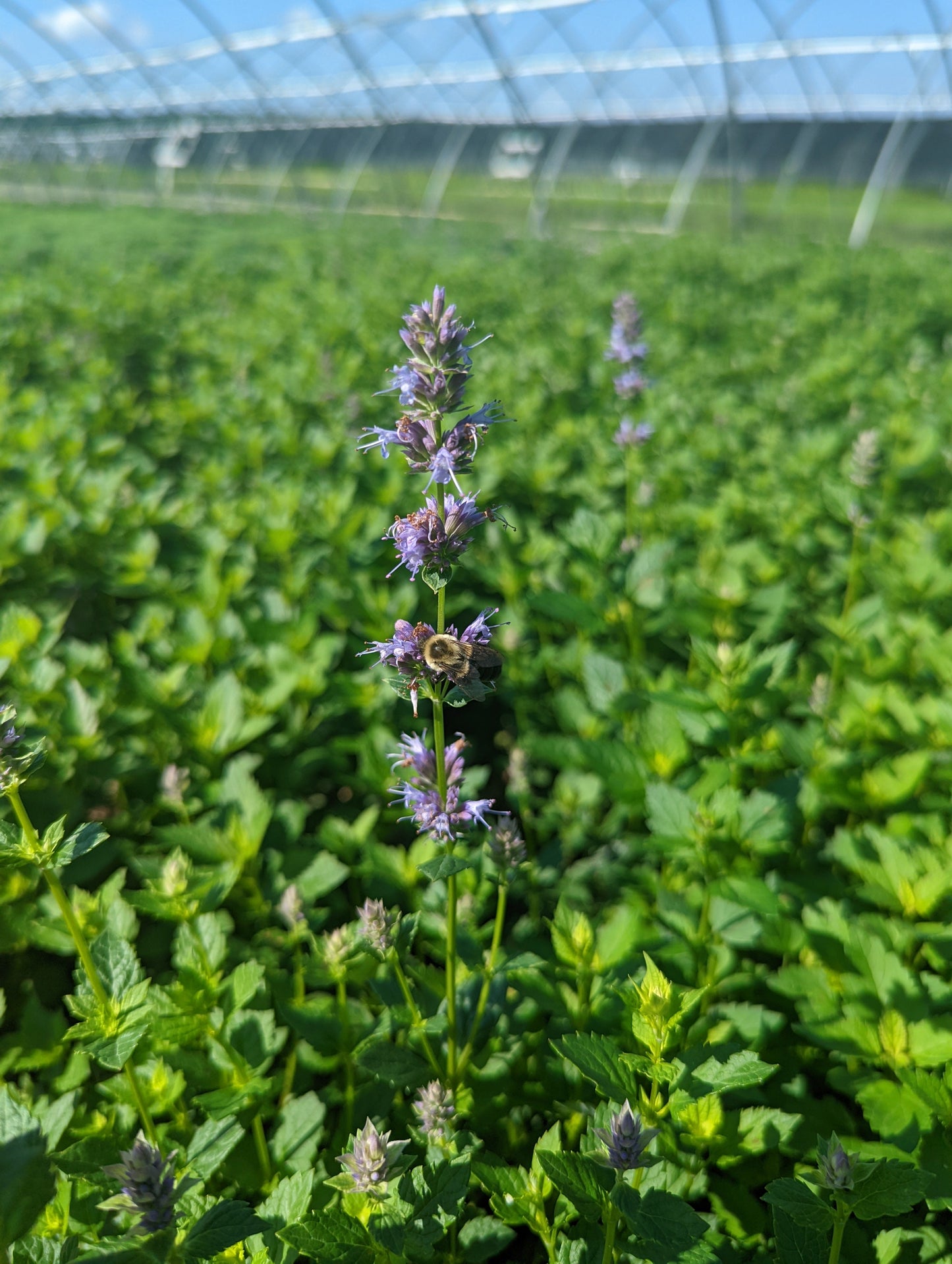 Anise Hyssop