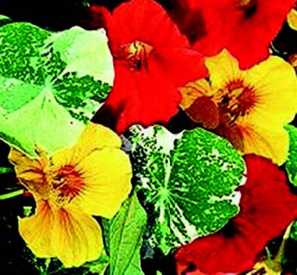 Alaska Mix Nasturtium Seeds