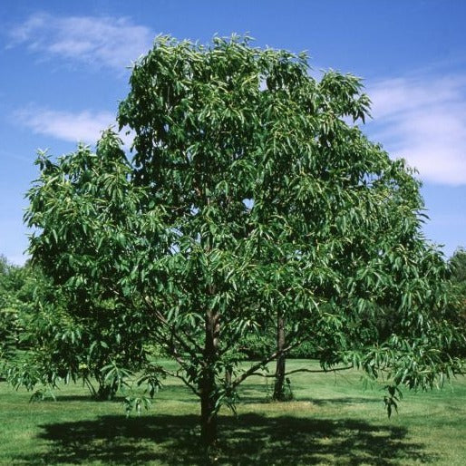 Hybrid American Chestnut Tree