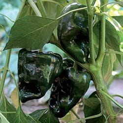 Ancho Gigantea Pepper Seeds