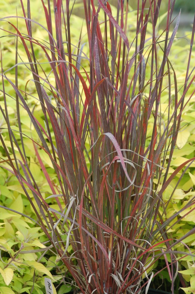 Big Bluestem