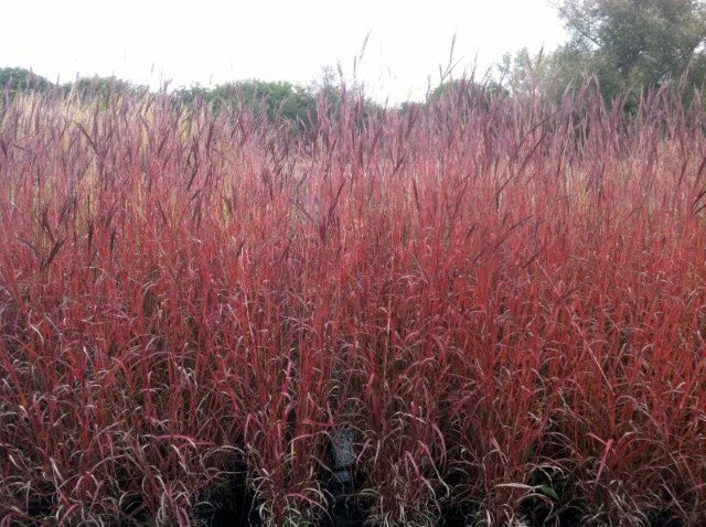 Big Bluestem