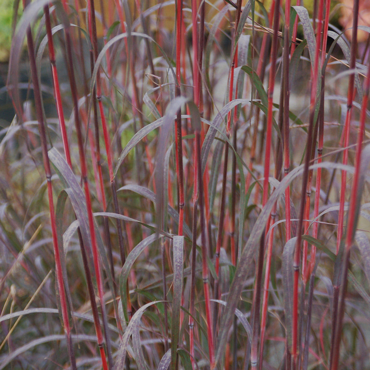 Big Bluestem