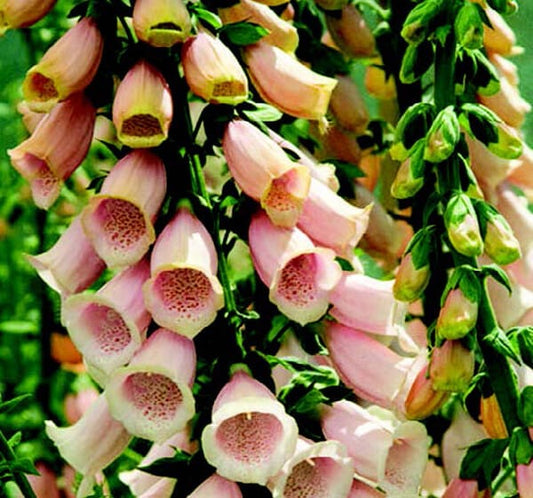 Apricot Beauty Foxglove Seeds