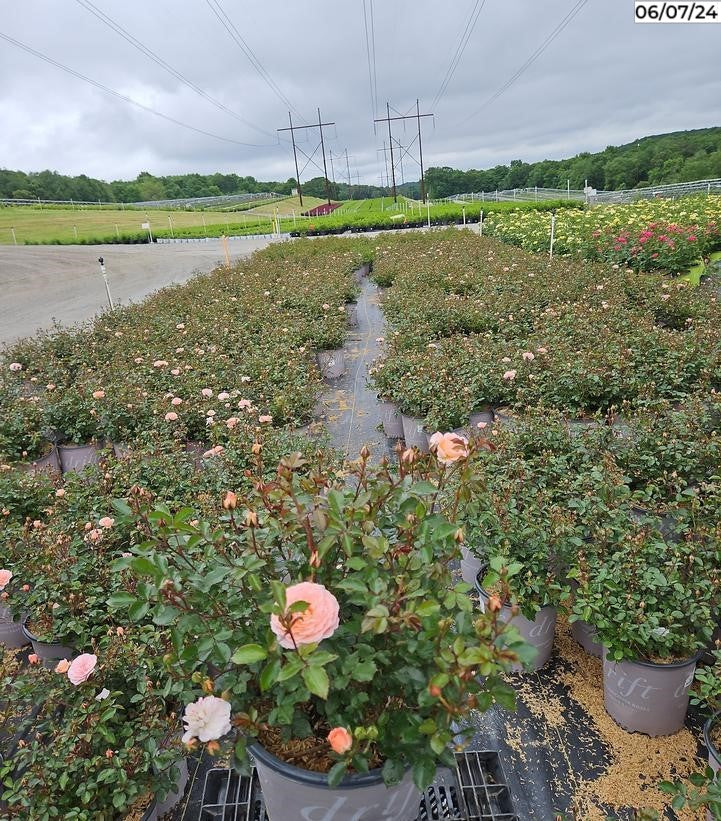 Apricot Drift® Rose