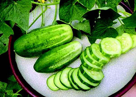 Arkansas Little Leaf (H-19) Cucumber Seeds