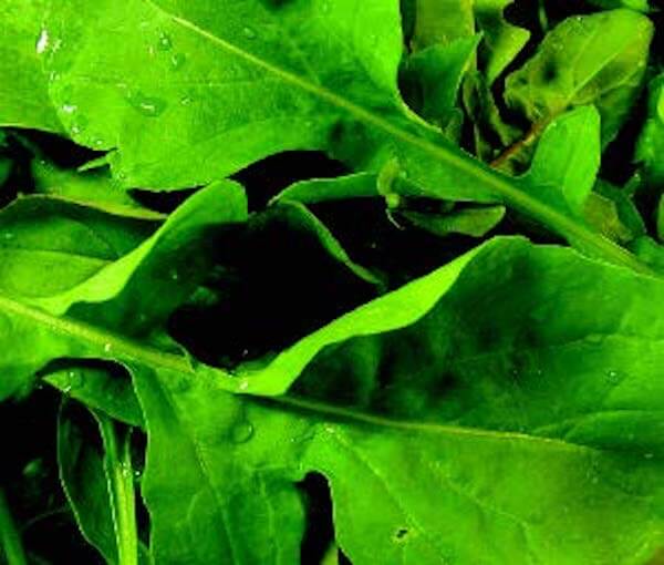 Arugula Seeds