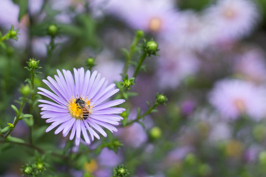 New England Aster