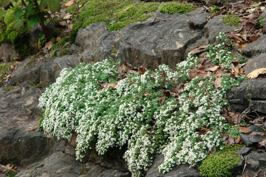 White Heath Aster