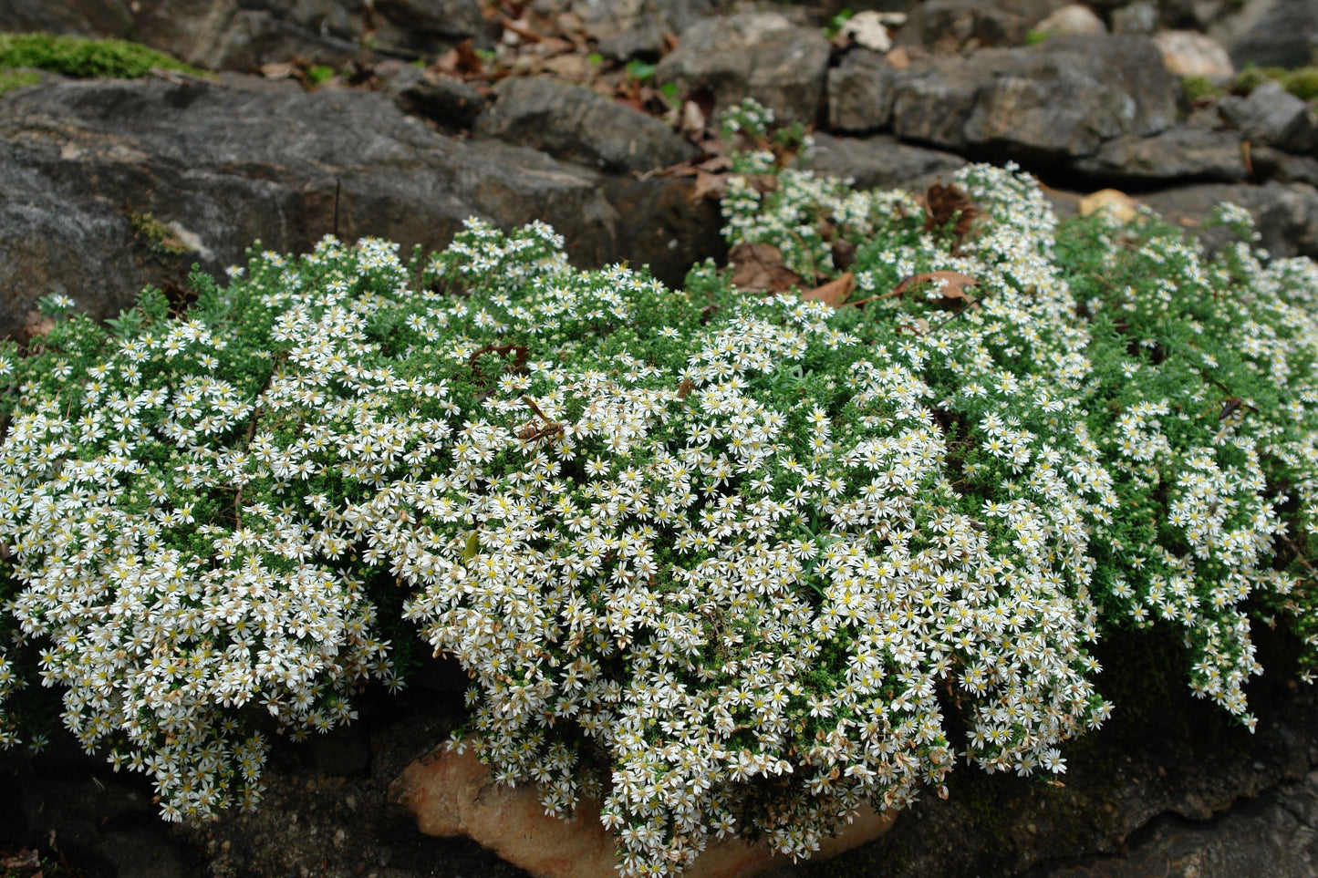 White Heath Aster