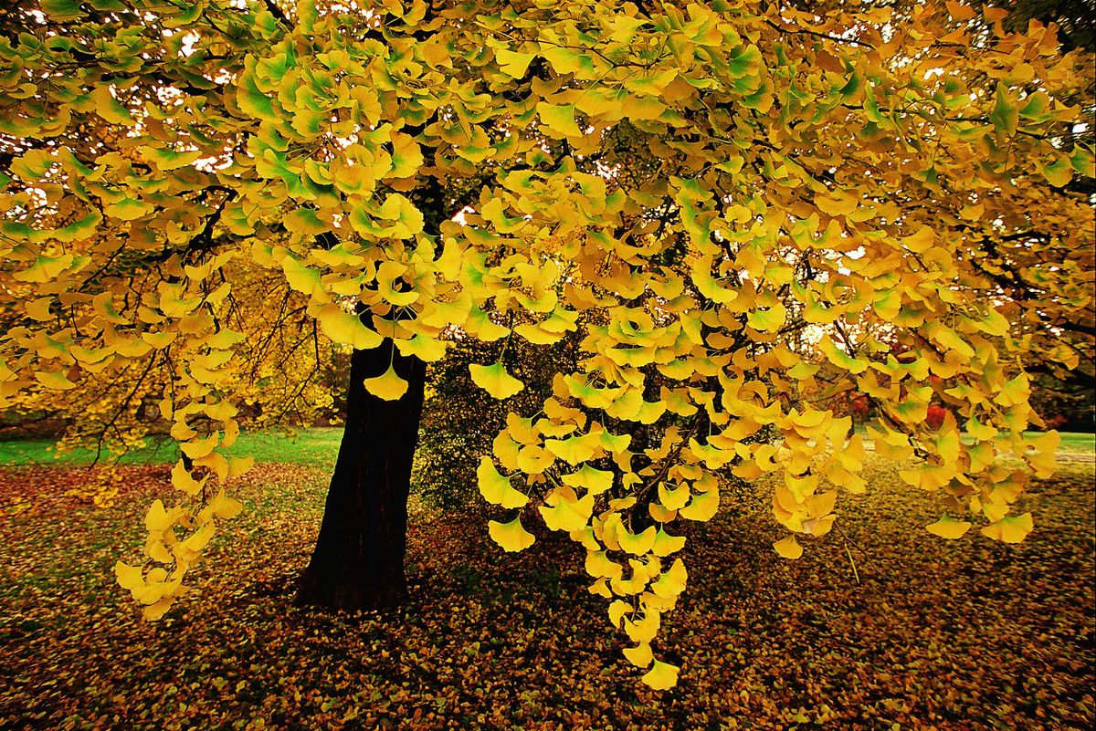 Ginkgo Biloba