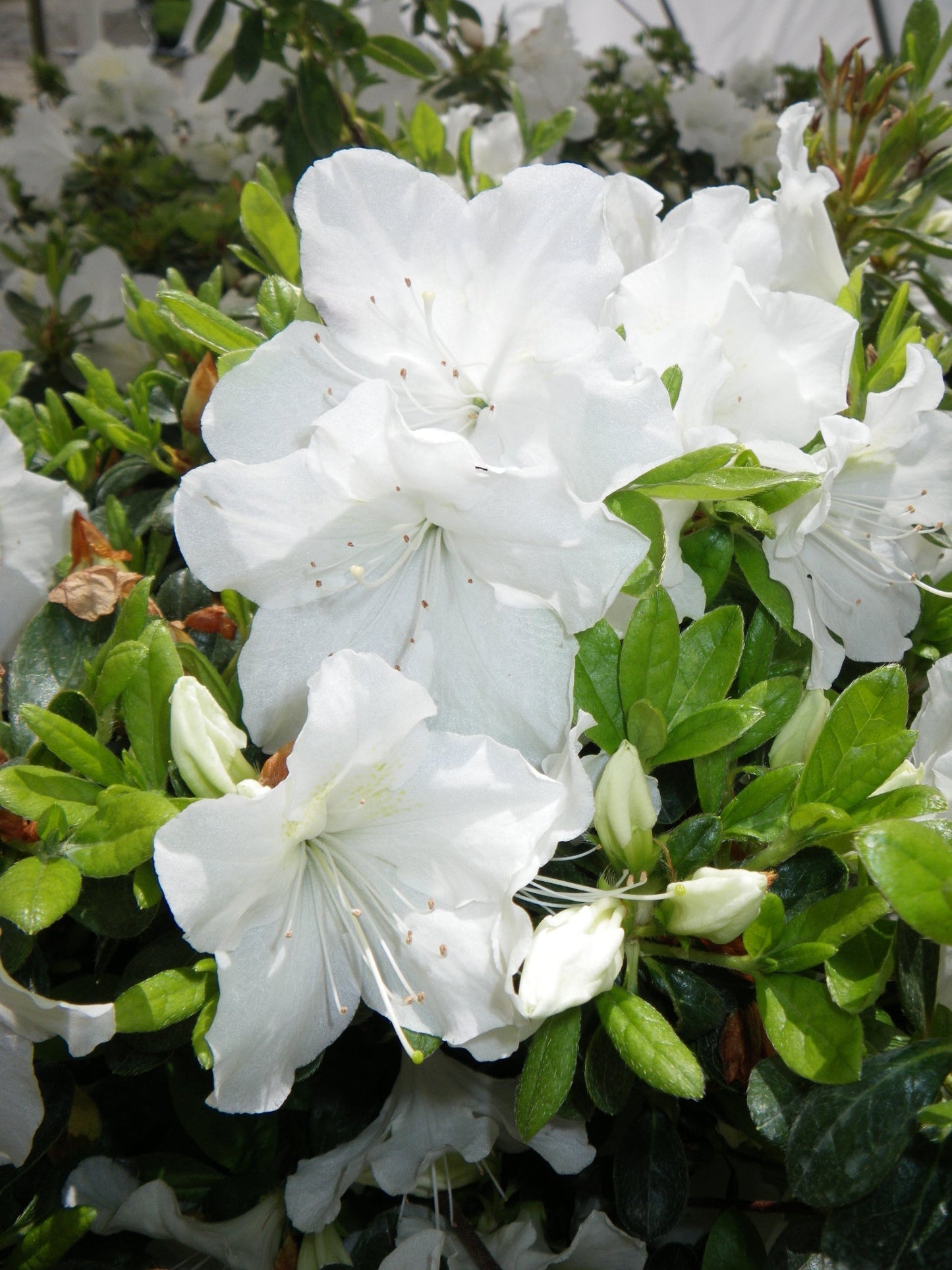 Girards Pleasant White Azalea