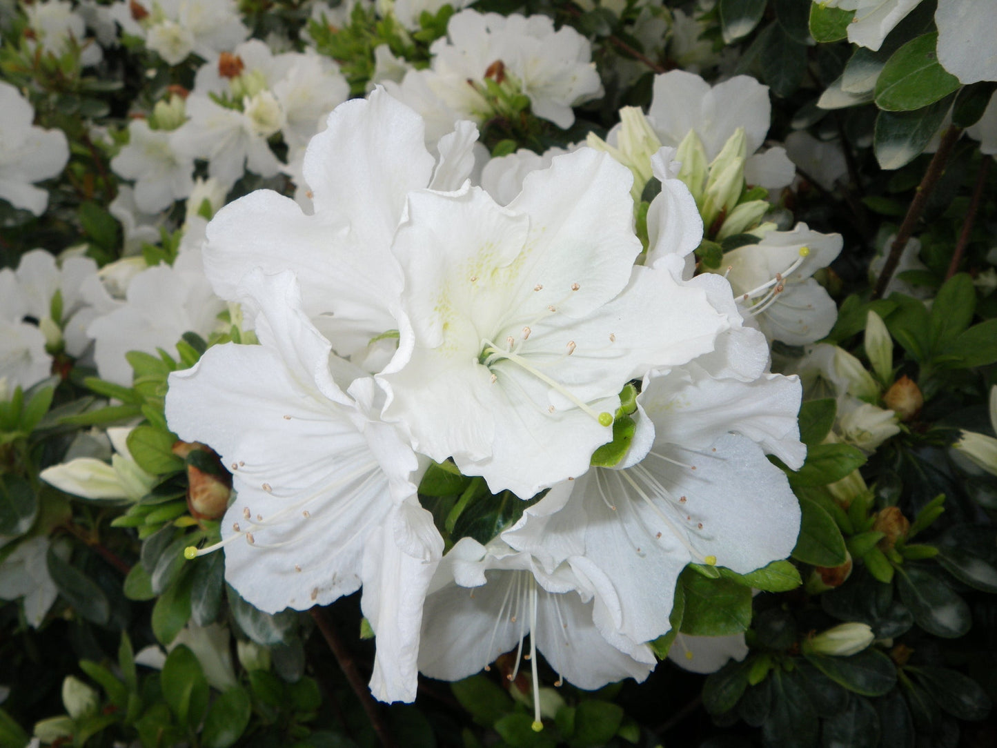 Girards Pleasant White Azalea