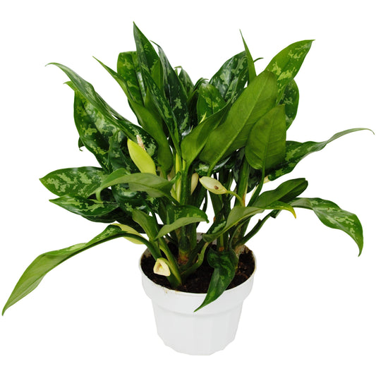 Chinese Evergreen 'Maria'