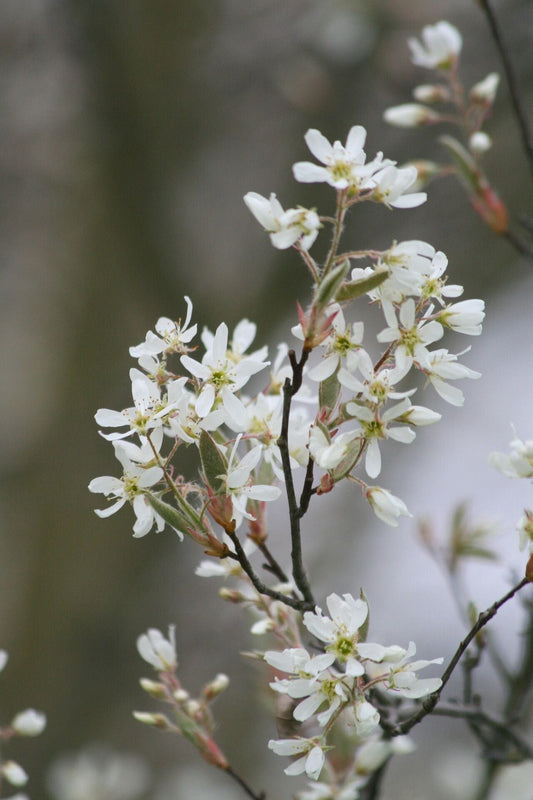 Allegheny Serviceberry