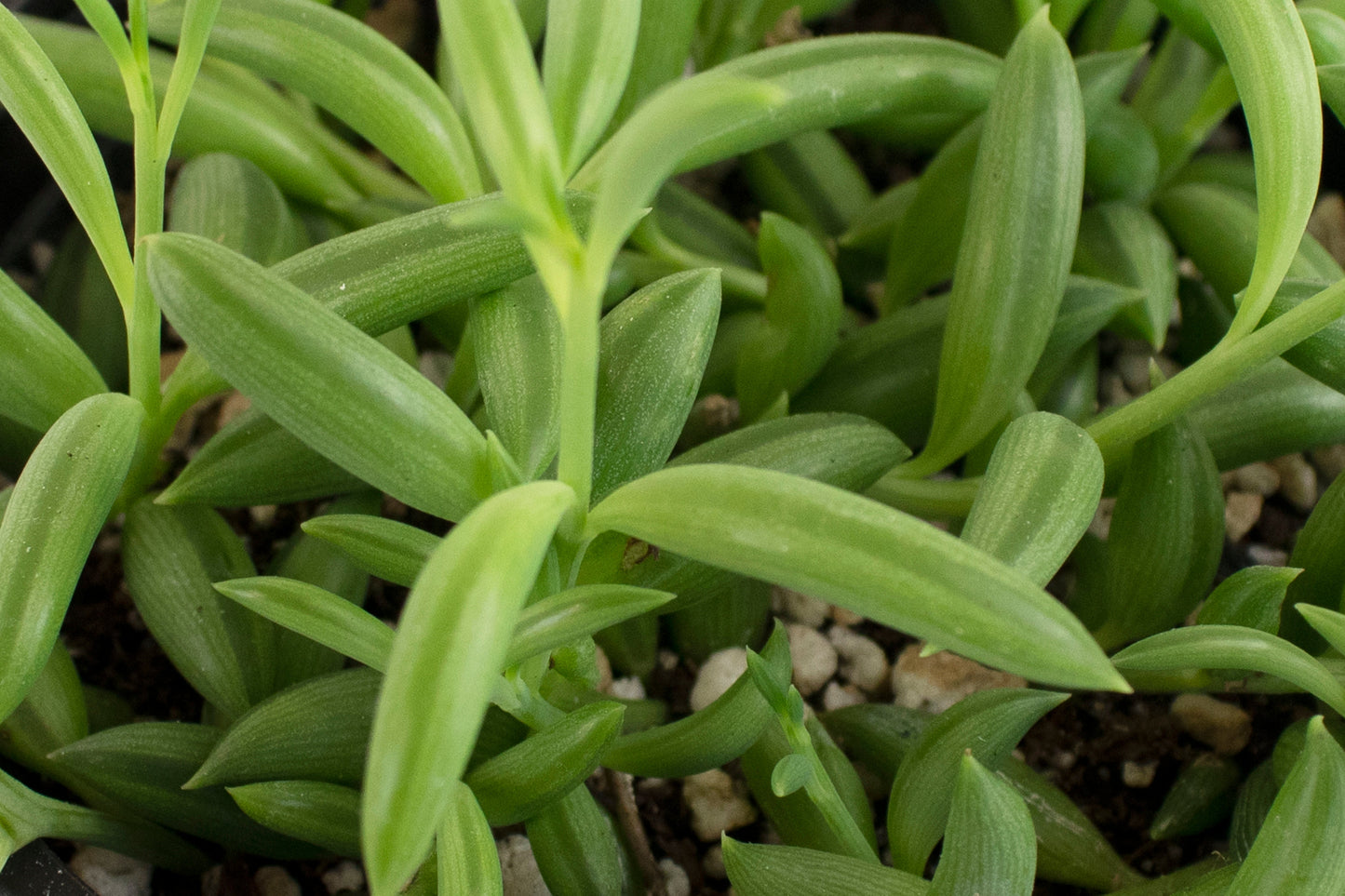 Trailing Succulents (Collection of Four)