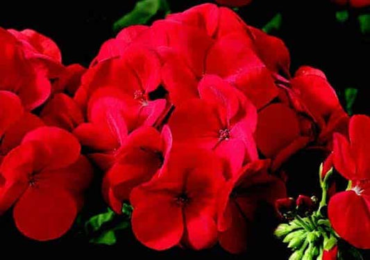 Big Red Hybrid Geranium Seeds