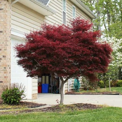 Japanese Maple 'Bloodgood' - Acer palmatum