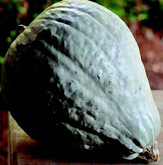 Blue Hubbard Winter Squash Seeds