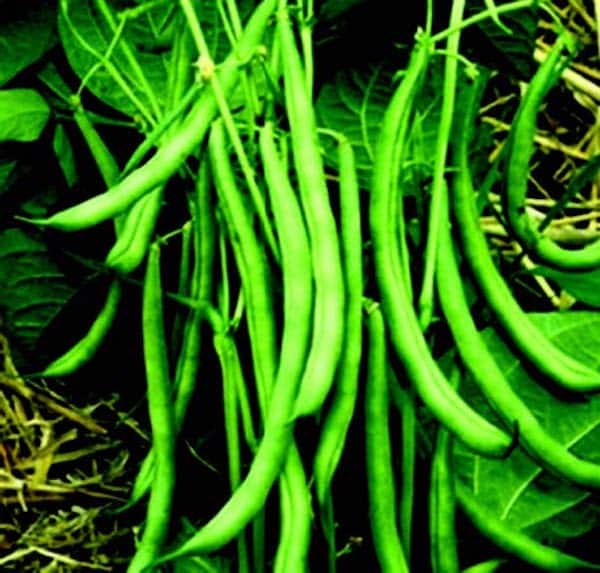 Blue Lake FM-1 Bean Seeds