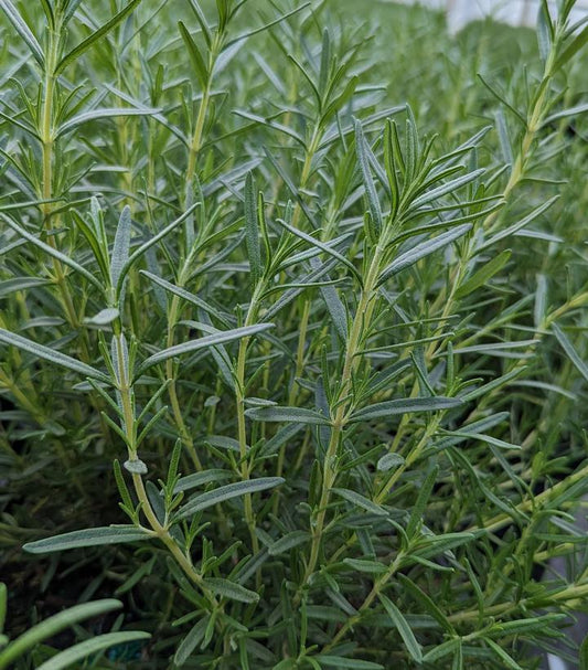 Tuscan Blue Rosemary