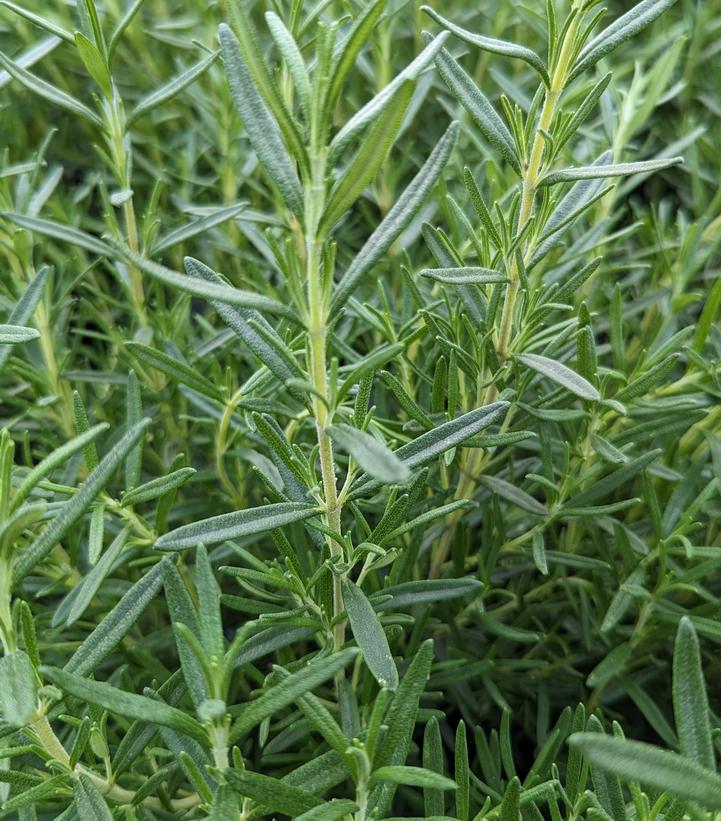 Tuscan Blue Rosemary