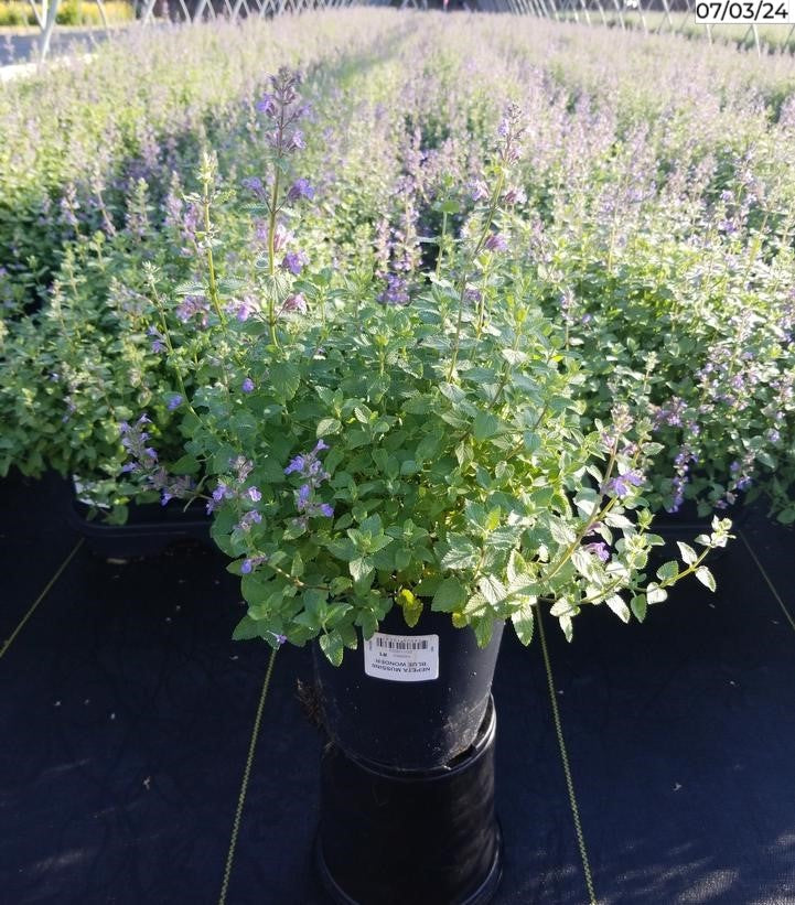 Blue Wonder Catmint