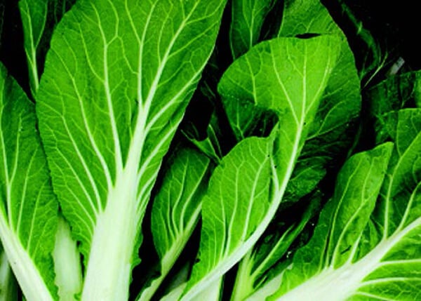 Bok Choi