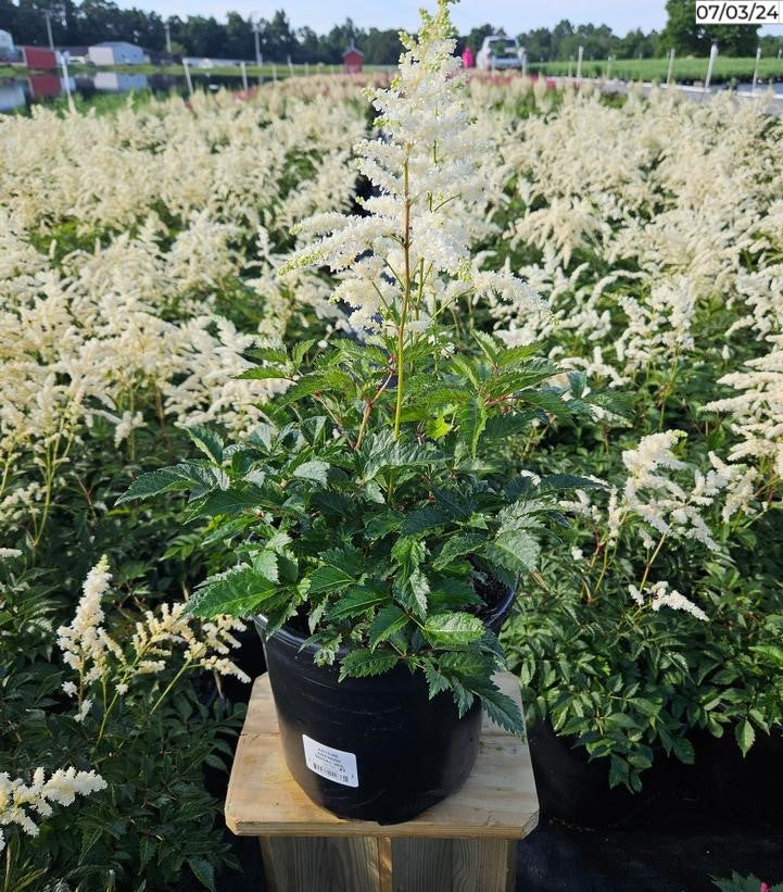 Bridal Veil Astilbe