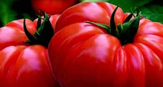 Buffalosteak Hybrid Tomato Seeds