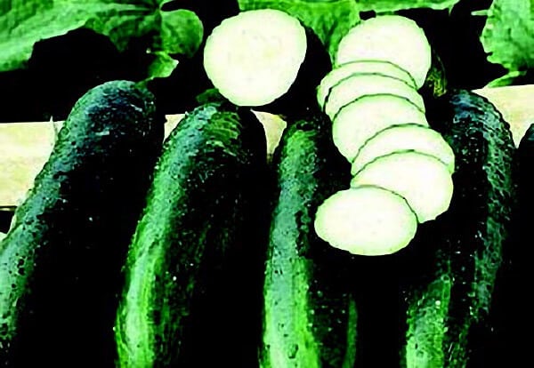 Bush Crop Cucumber Seeds