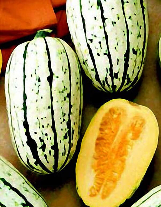 Bush Delicata Winter Squash Seeds