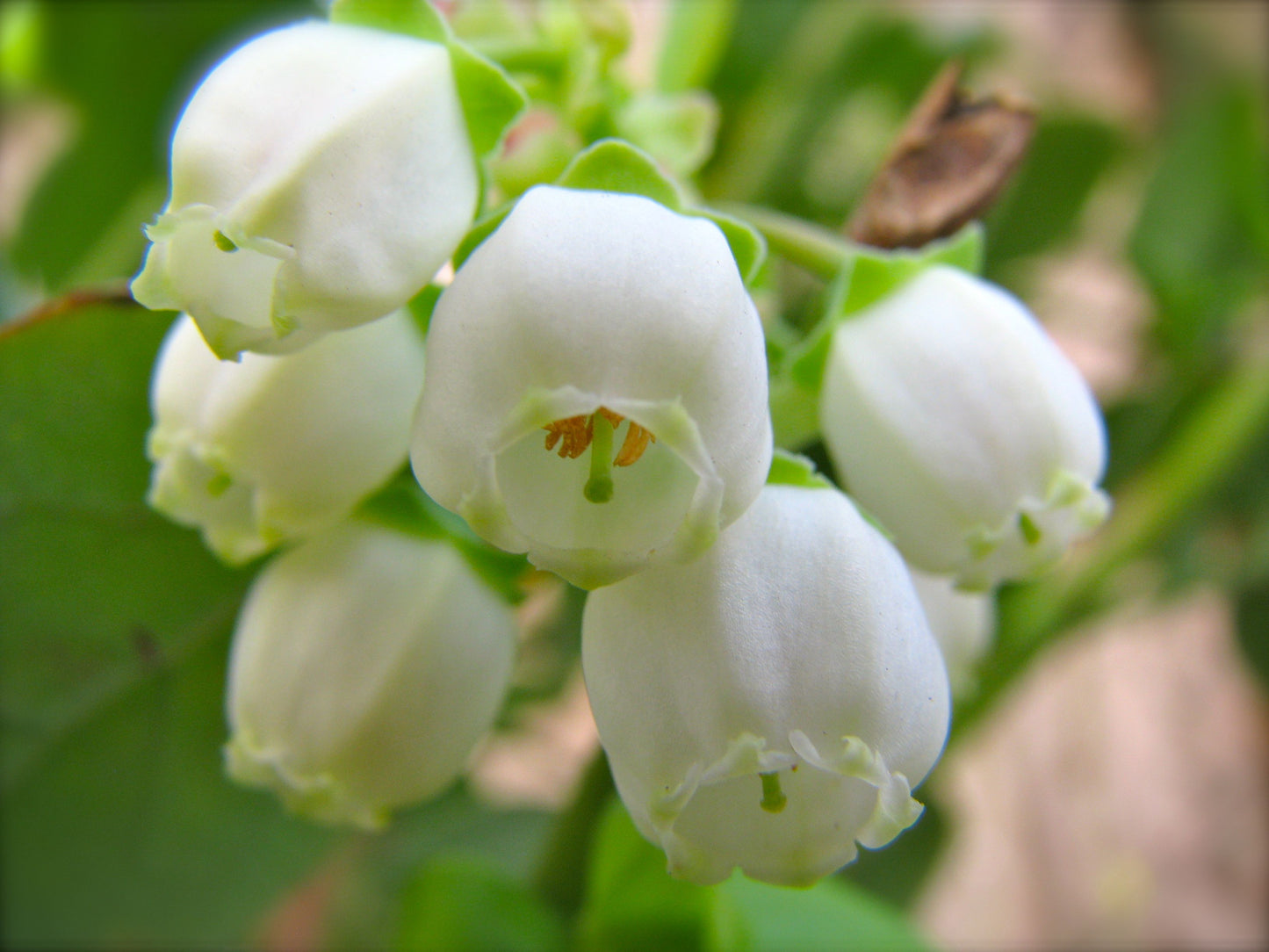 Blueberry Rabbiteye 'Powder Blue'