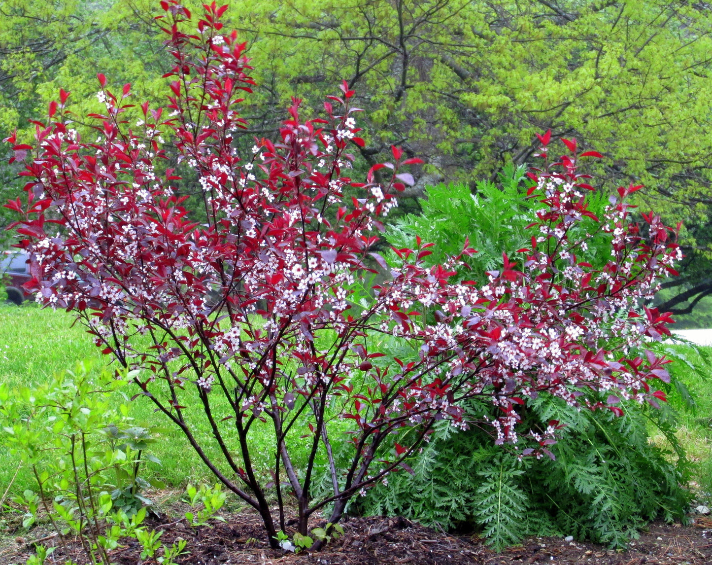 Purple Leaf Sandcherry