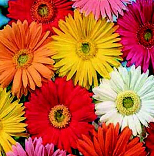 California Giants Mix Gerbera Daisy Seeds