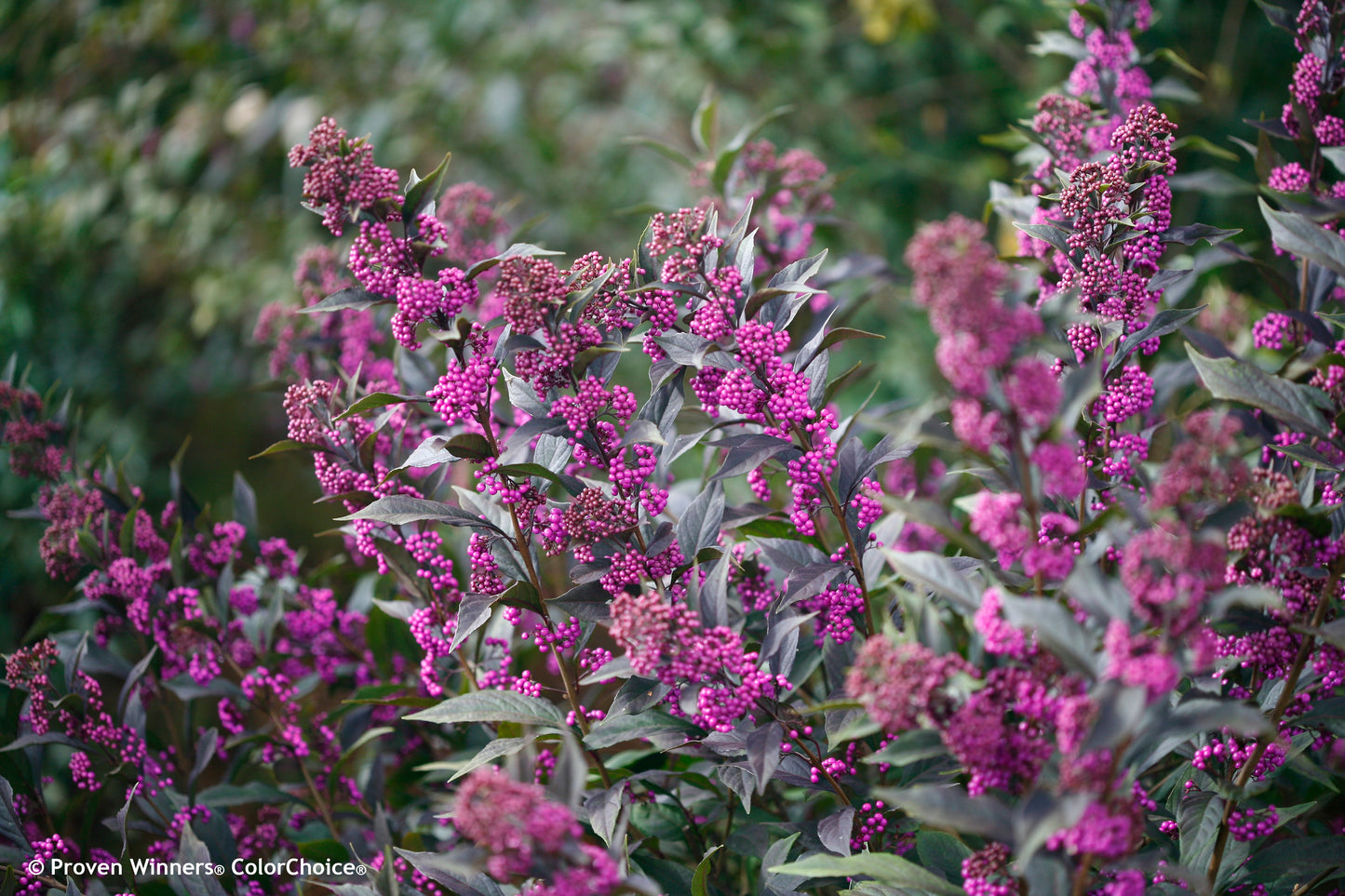 Pearl Glam® Beautyberry