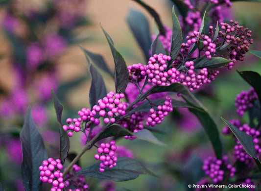 Pearl Glam® Beautyberry