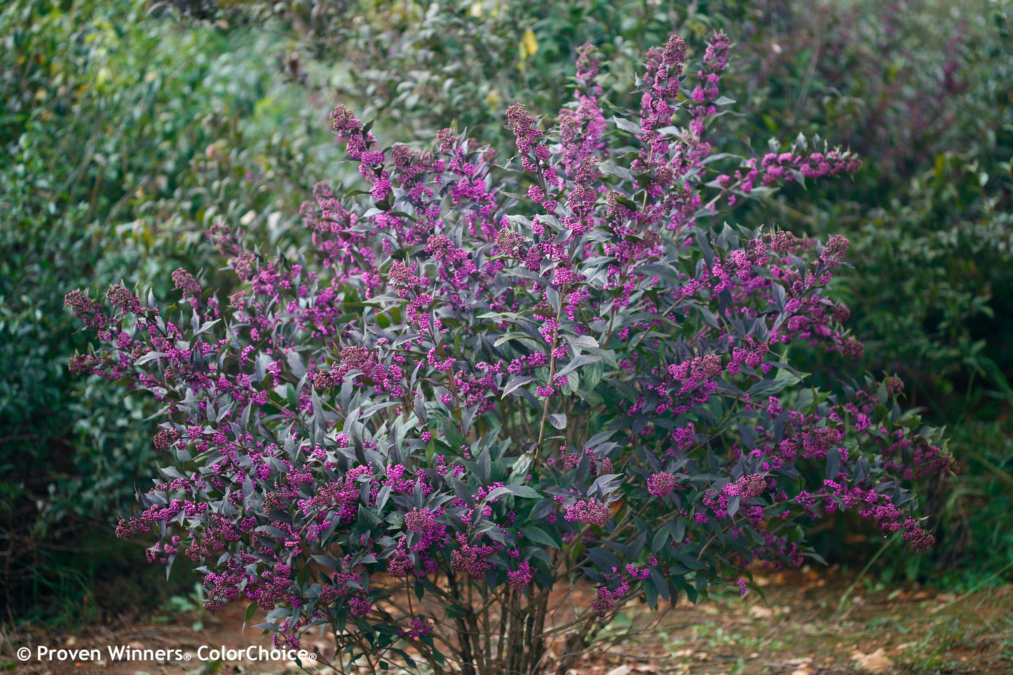 Pearl Glam® Beautyberry